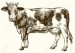 69807091-cow-isolated-on-white-hand-drawn-vector-illustration-