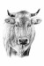 169568986-hand-drawn-cow-portrait-sketch-graphics-monochrome-illustration-on-white-background-originals-no-tra