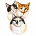3-kočky-barevná-kreslená-karikatura-z-fotografií